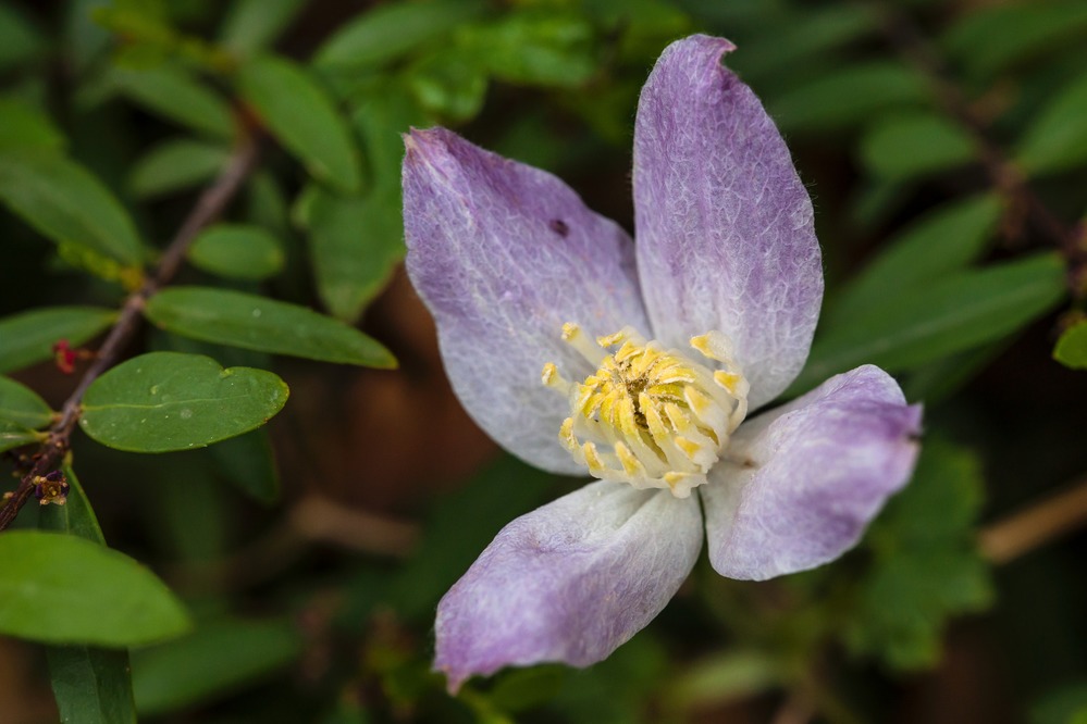 Columbian virgin's-bower (Clematis columbiana)