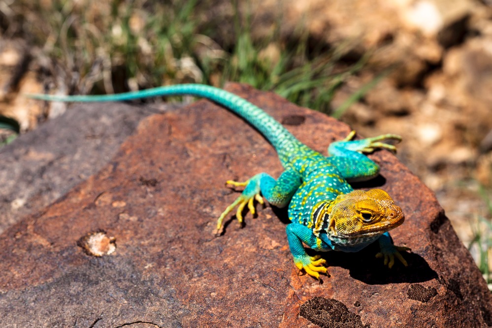 Collared Lizard