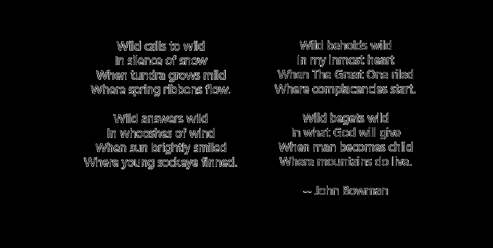 a grizzly bear walks down a paved road