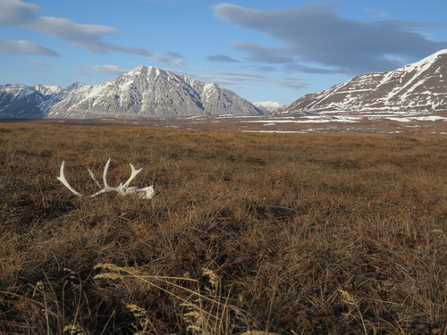 Valley with caribou antlers