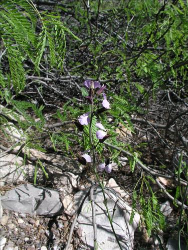 Streptanthus cutleri. Big Bend National Park, Tunnel. March 2004
