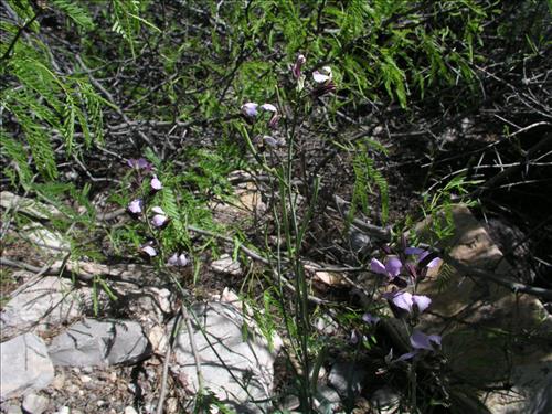 Streptanthus cutleri. Big Bend National Park, Tunnel. March 2004