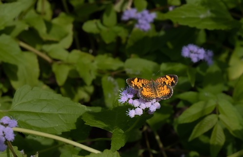 A small orange and black butterfly lands upon a cluster of light purple pom-pom like flowers. The background is filled with similar flowers and green leaves.