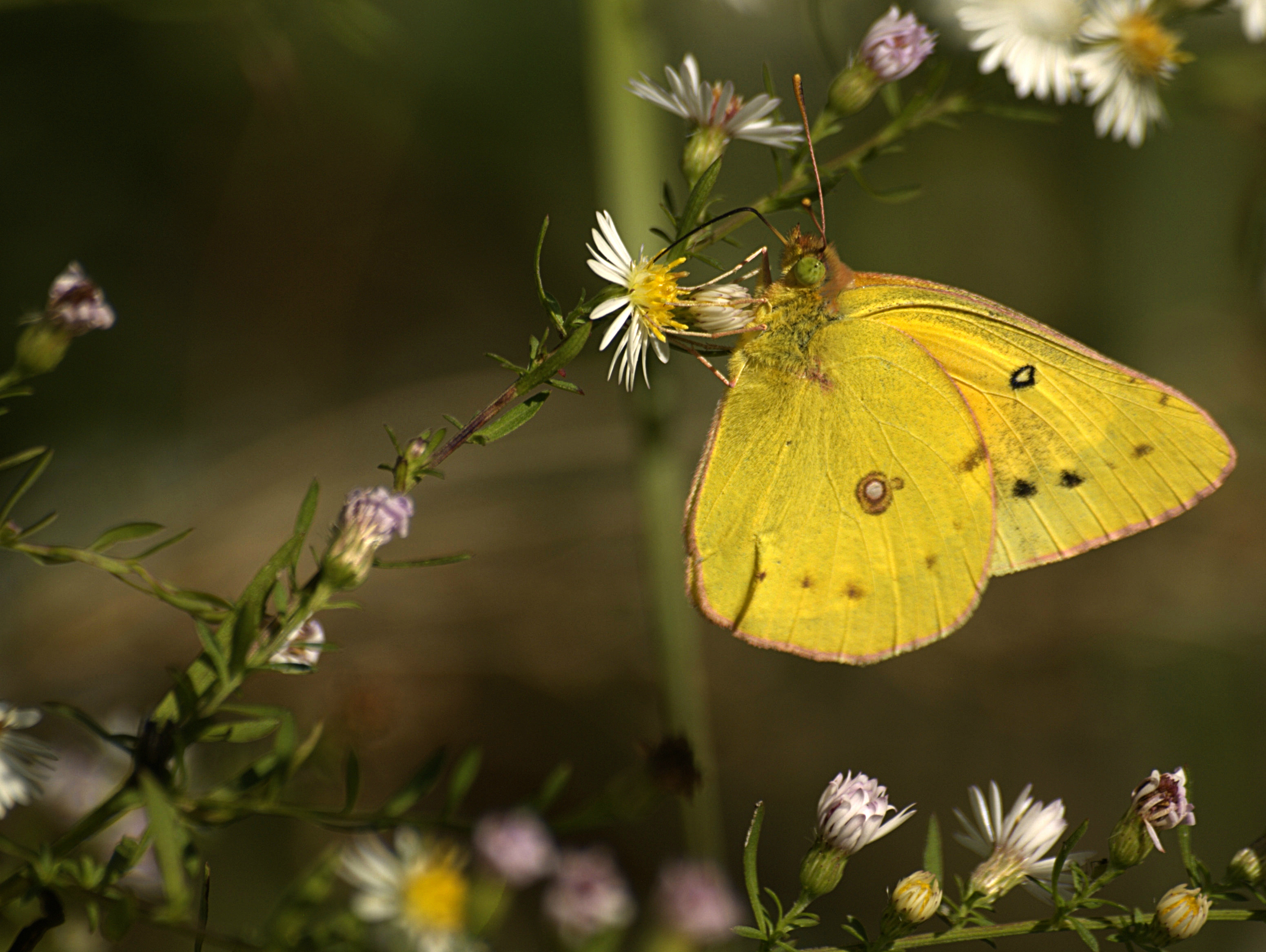 An orange-yellow butterfly clings to a white and yellow flower. The background is a blurry green-brown.