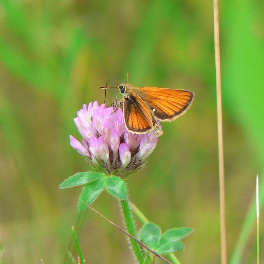 Small orange butterfly perched on the top of a pink clover flower.