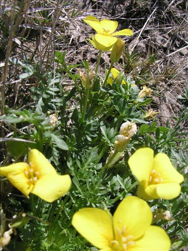 Selenia dissecta. Big Bend National Park, Dog Flat. February 2005