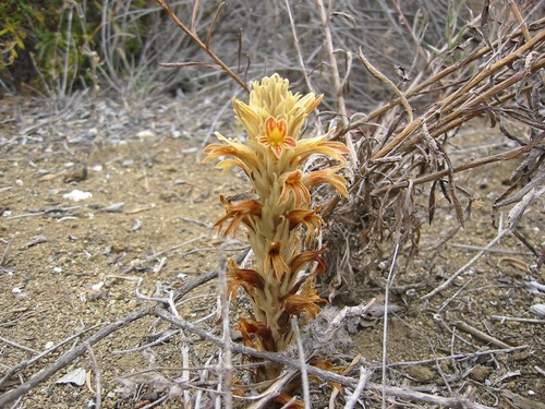 Parish's broomrape