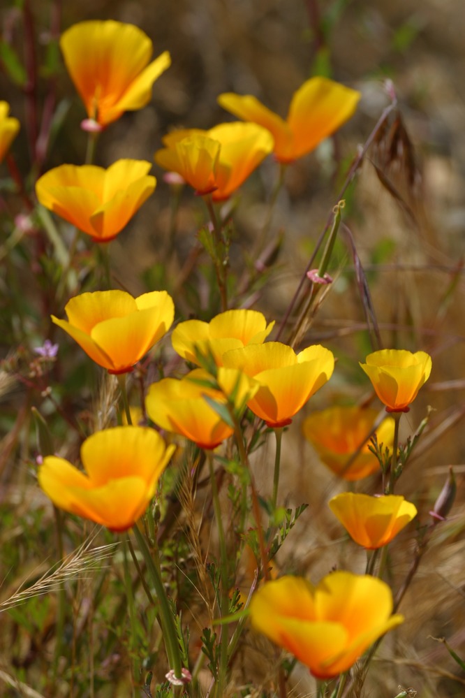 CA Poppies