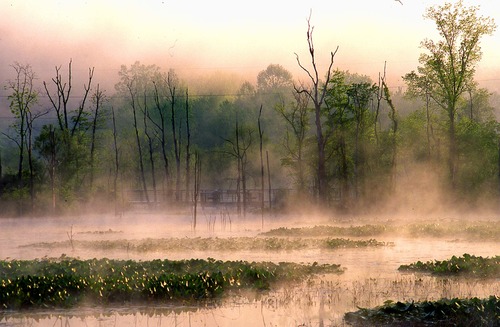 Beaver Marsh shrouded in morning mist with Towpath Trail boardwalk in the distance.