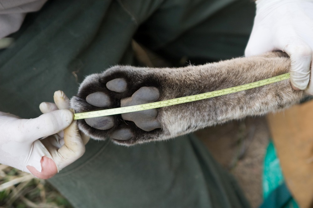 Measuring paw