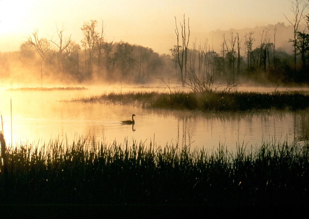 Sunrise at the Beaver Marsh with a swimming Canada goose.