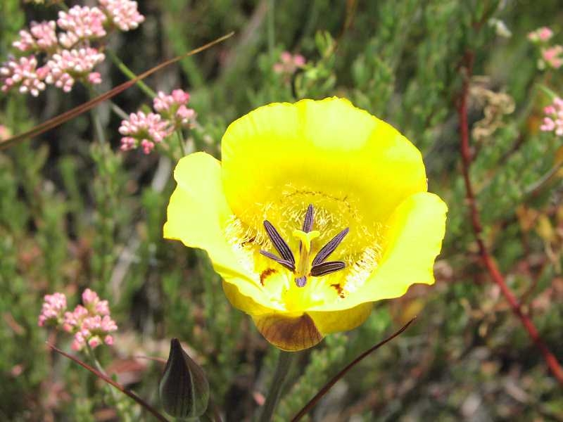 Slender Mariposa Lily