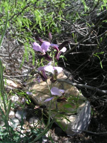 Streptanthus cutleri. Big Bend National Park, Tunnel. March 2004