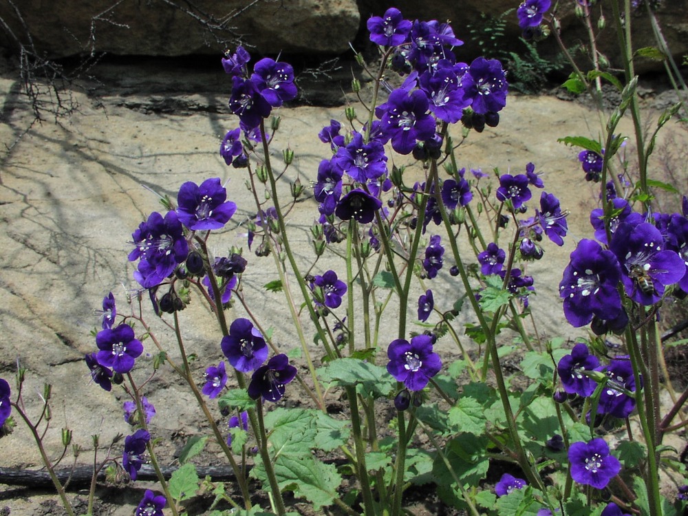 Phacelia