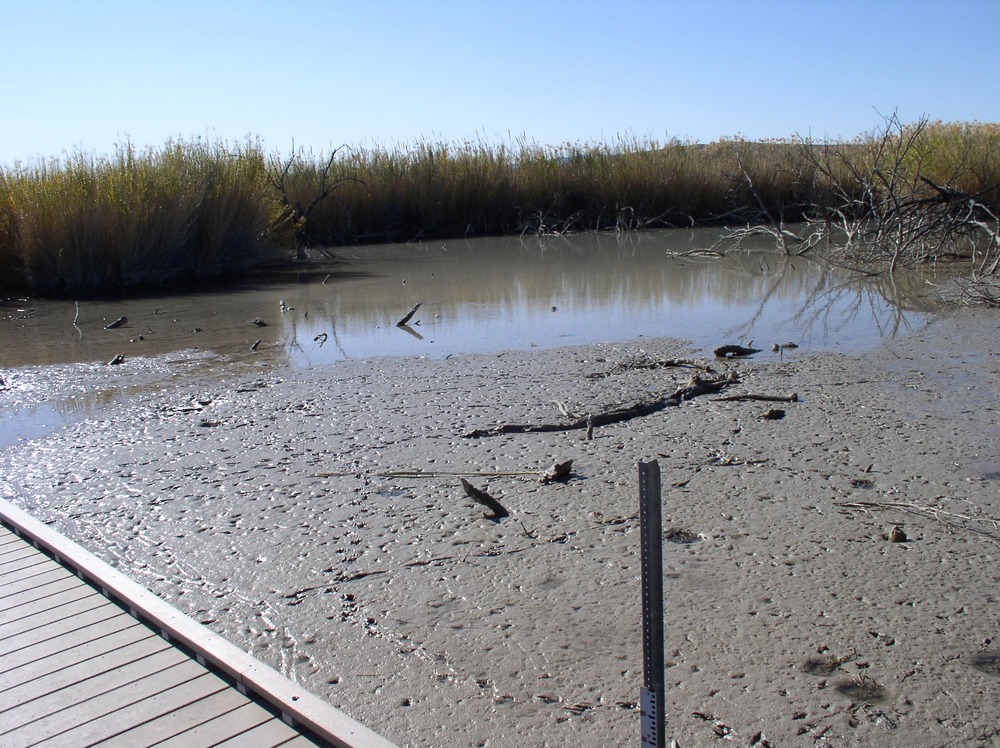 Drained pond; looking nortwest