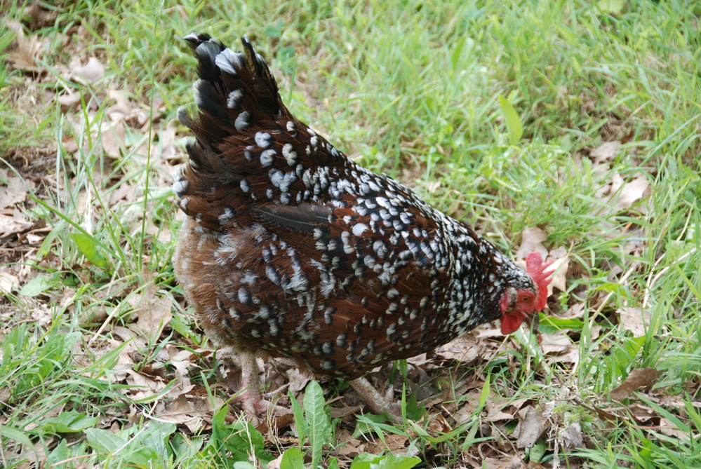 Chicken at the Living Historical Farm