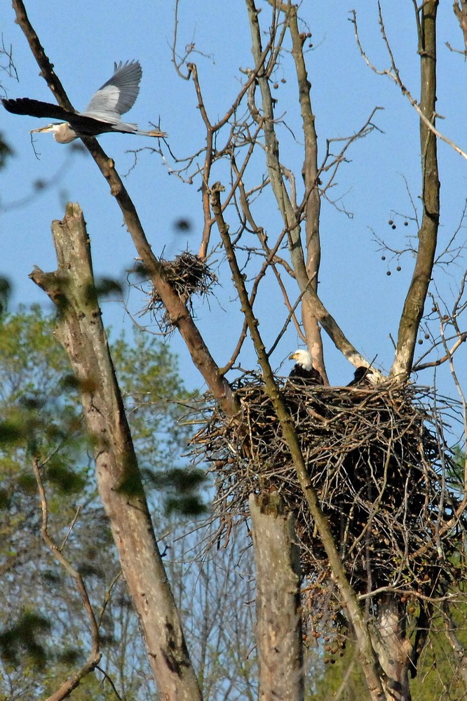Eaglet and Mother in the Pinery Narrows area of CVNP