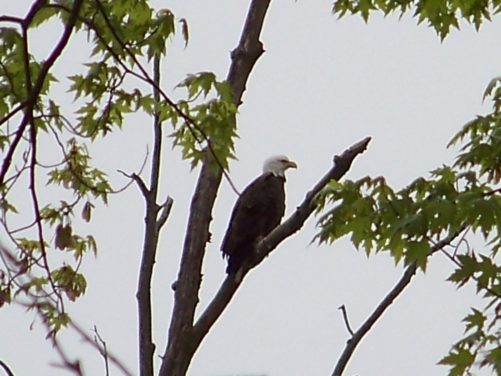 Parent Eagle 2008