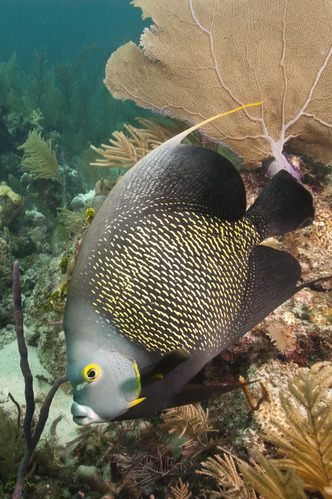 Gray Angelfish