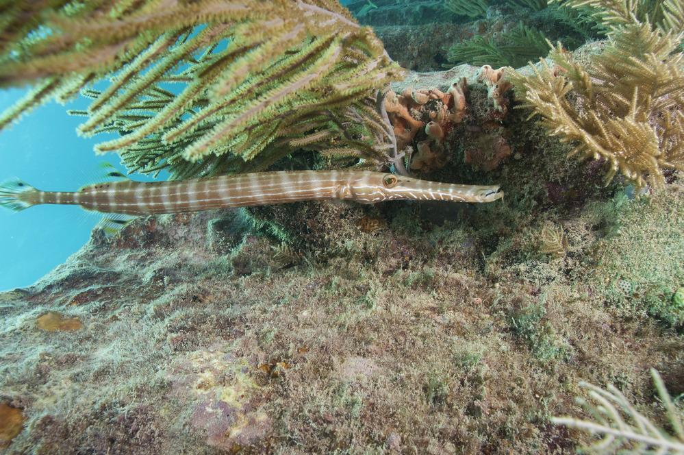 Trumpet Fish