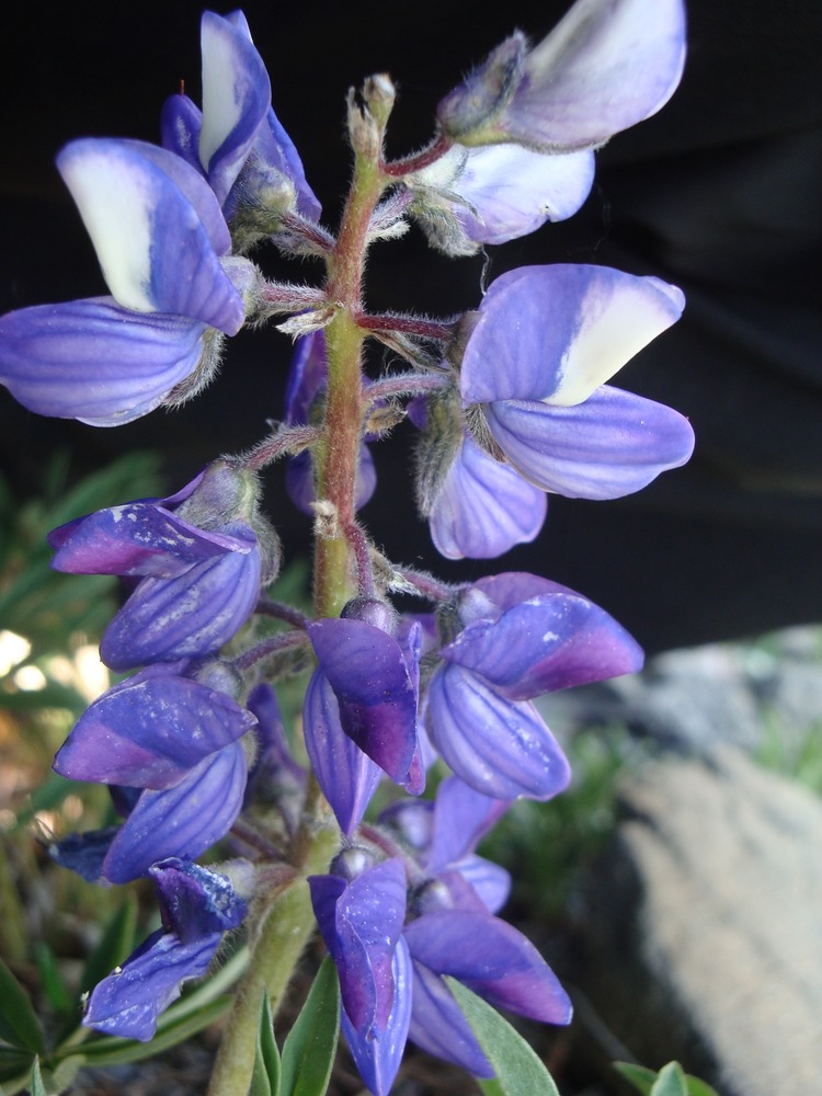 Close up of lupine bloom