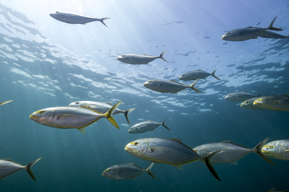 School of Yellowjacks