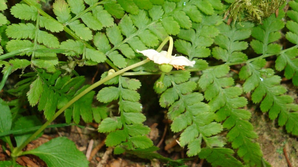 Shy Maiden with ferns