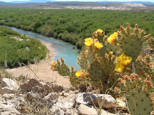 Prickly pear blooms overlooking the Rio Grande.