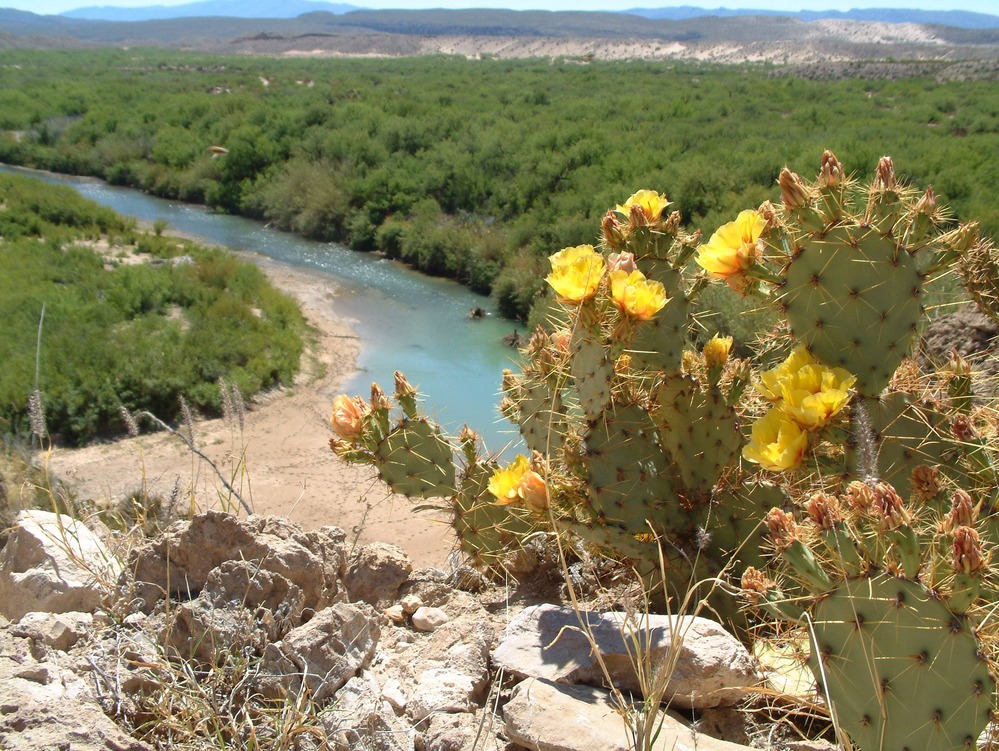 Prickly pear blooms overlooking the Rio Grande.