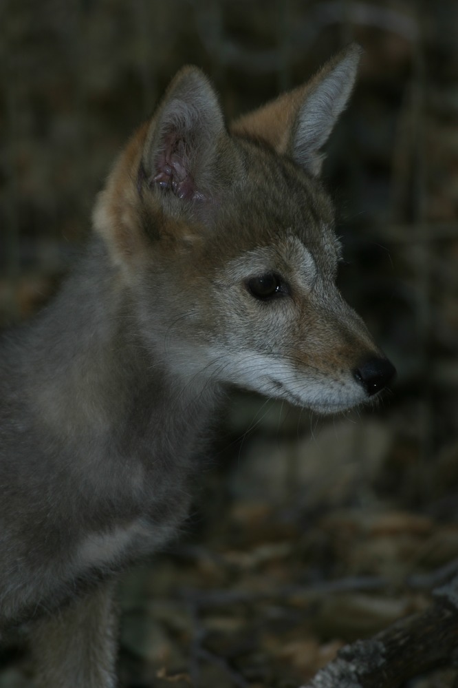 Coyote