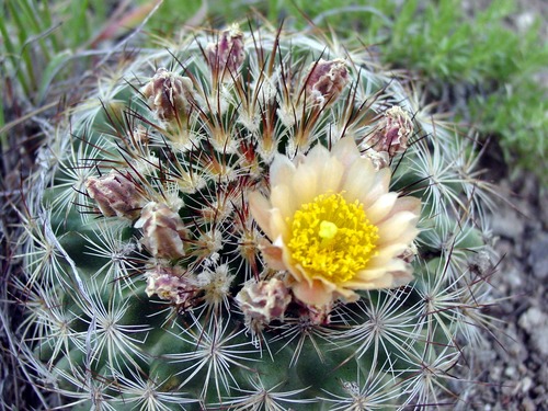 Simpson's Hedgehog Cactus (Pediocactus simpsonii)