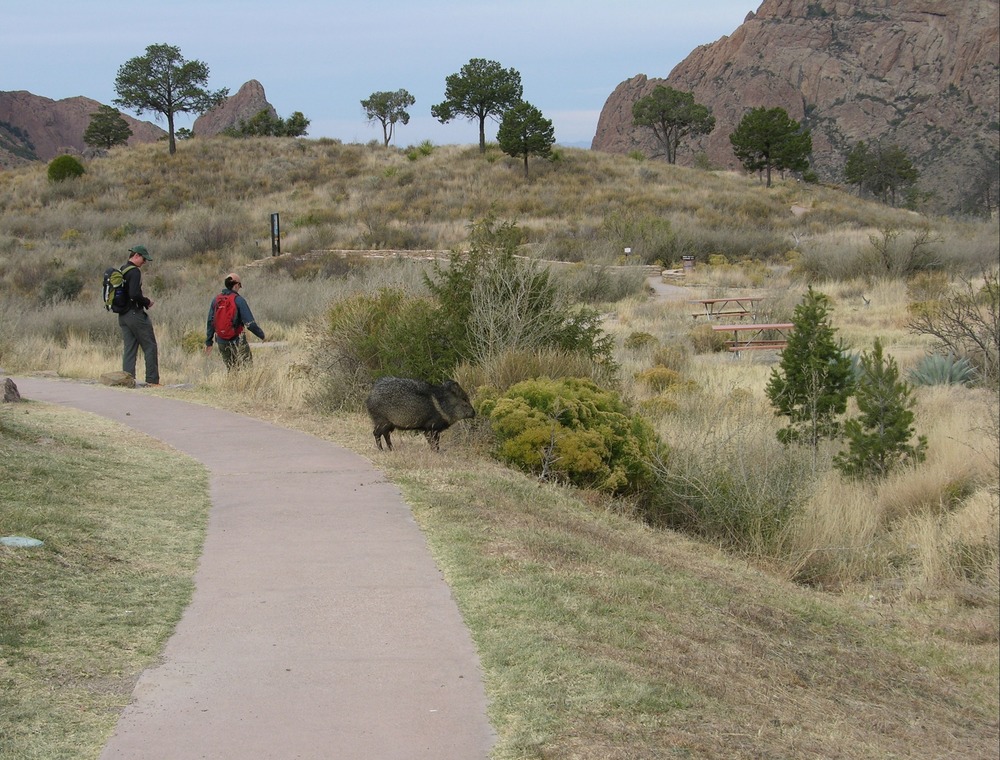 A javelina pokes around the Chisos Basin trailhead area.