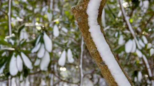 Snow collected on the windward side of leaves and branches