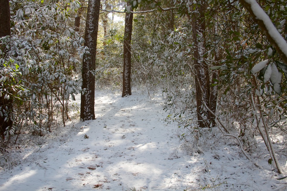 Part of the Thomas Hariot Trail with a fresh layer of snow