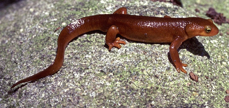 California Newt