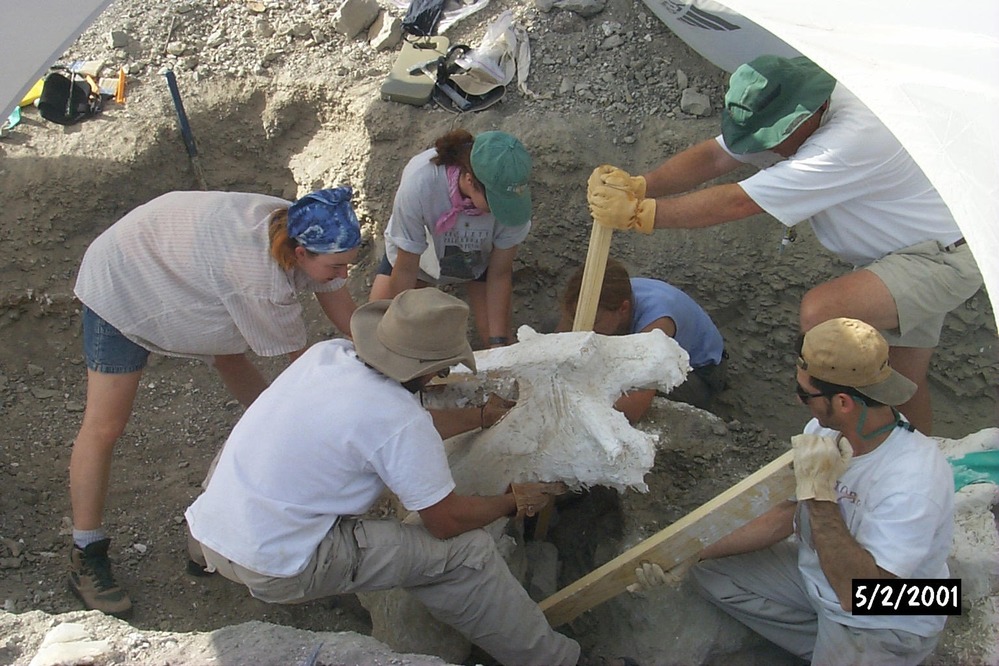 These bones are HEAVY! Up to 1,000 pounds. It takes a lot of work to even budge them.