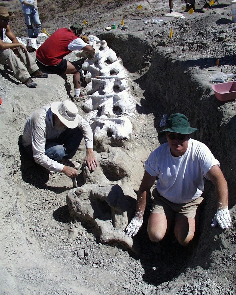 In October of 1999, researchers from the University of Texas at Dallas, working under a scientific research permit, discovered the 27-foot long section of dinosaur neck in Big Bend National Park. The fossil is probably a member of the Alamosaurus genus from the late Cretaceous period and is about 70 million years old. In this photo, Dr. Homer Montgomery, from UT Dallas and other researchers are excavating and covering the bones with a plaster jacket for stabilization.