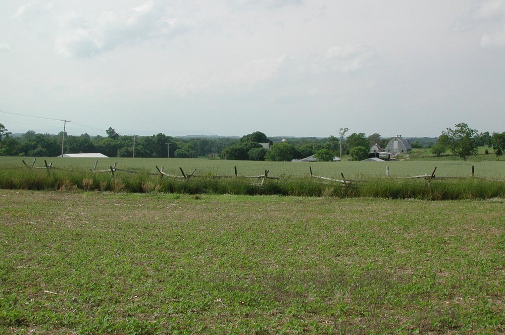 A wooden fence divides the image, with low vegetation in the foreground and tall grass beyond. 