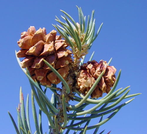 Single-leaf Pinyon Pine (Pinus monophylla)