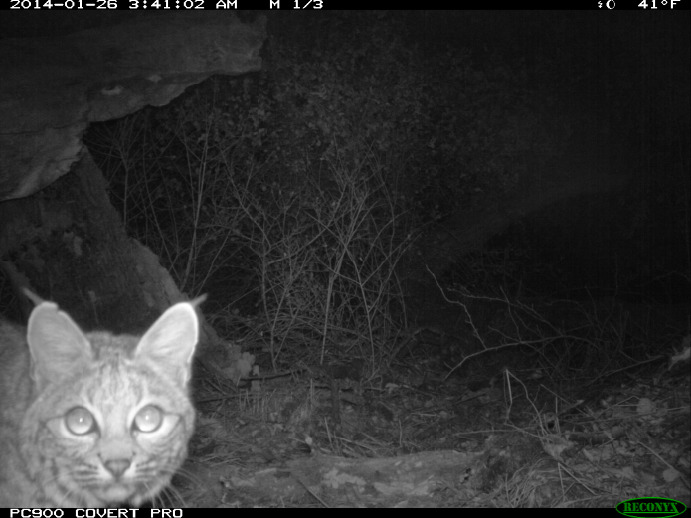 Remote Camera - Bobcat