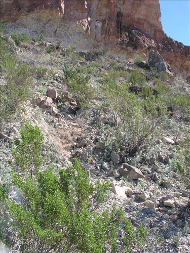 Thelypodium texanum. Big Bend National Park, Pena Mountain. February 2005