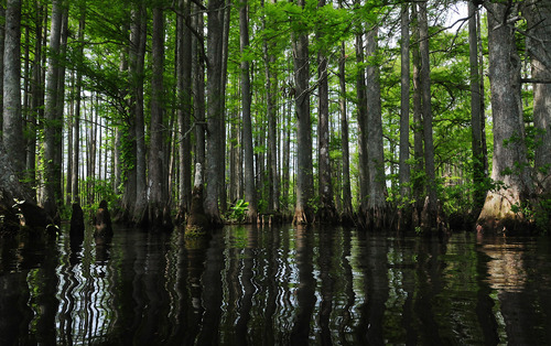 Cypress trees surrounded by water