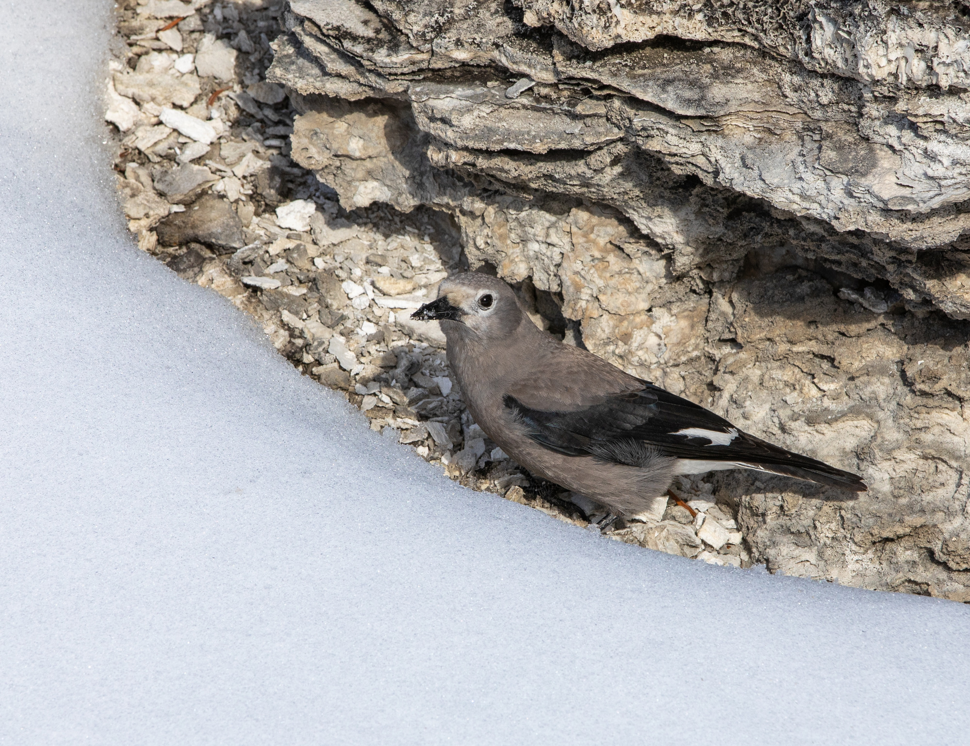 A gray, white, and black bird stands next to snow.