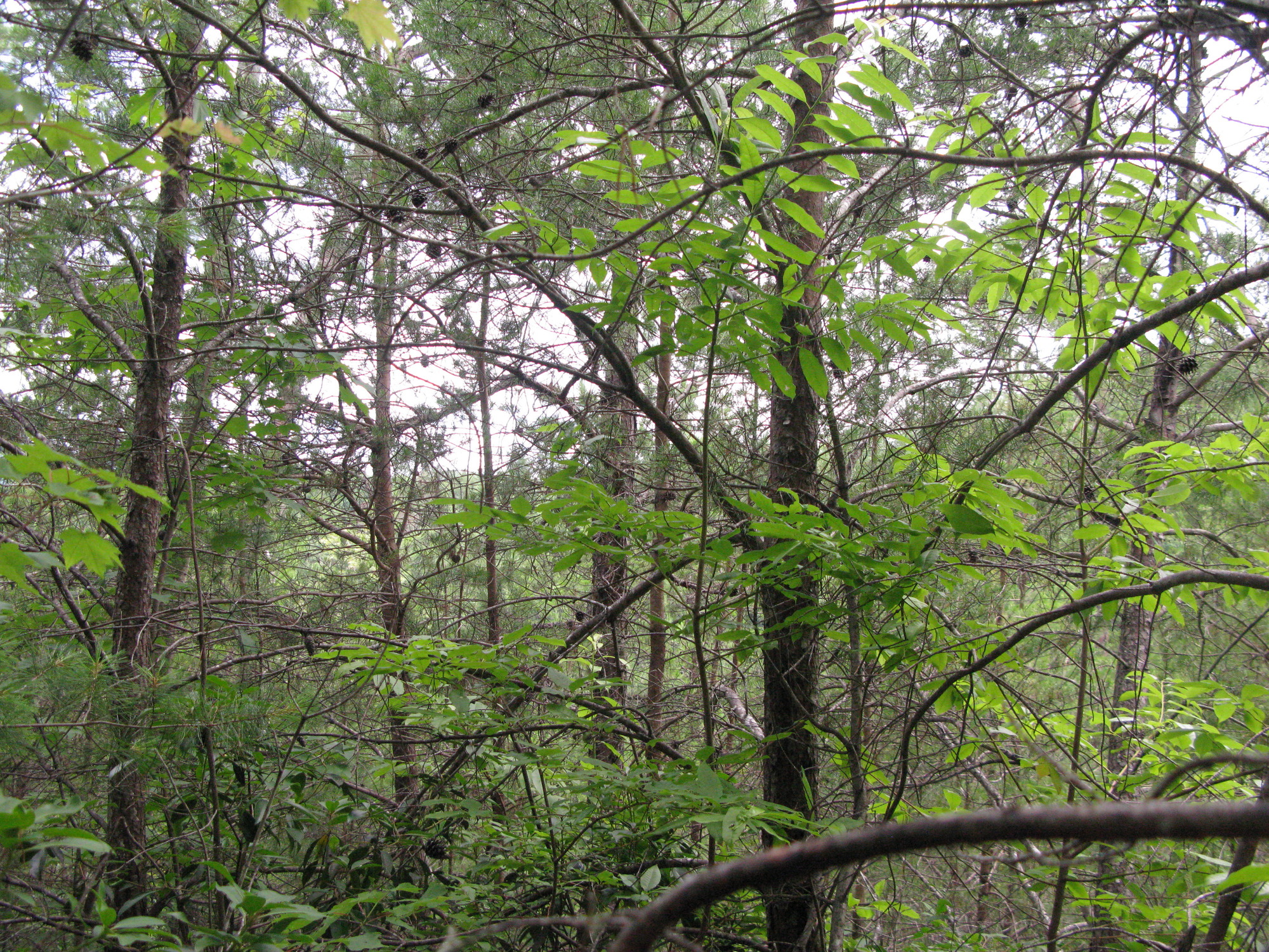 GRSM Accuracy Assessment. Plot Code: GRSM_AA_0032_4