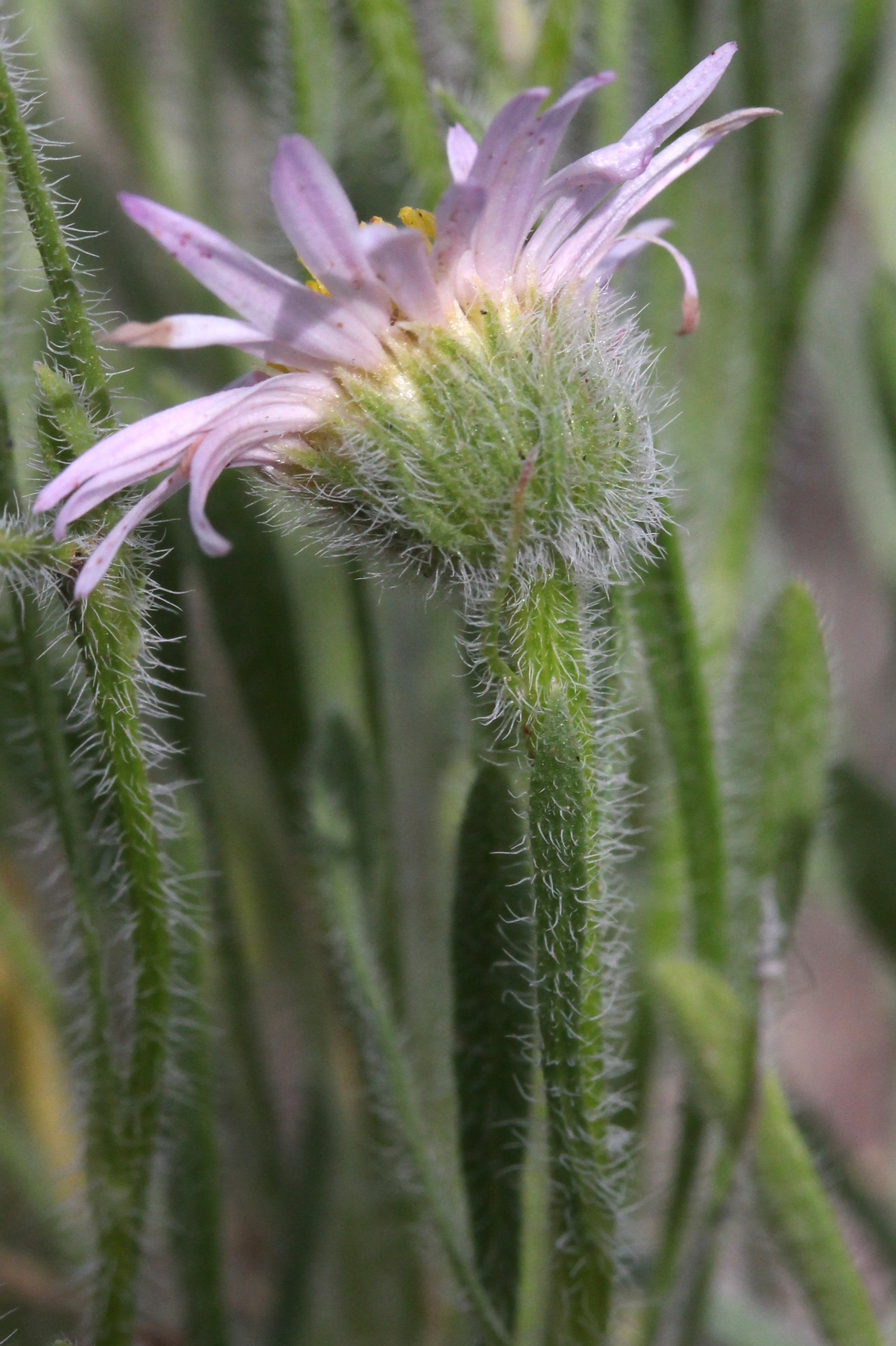 Erigeron pumilus, Navajo fleabane