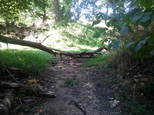 Hazardous Trees in NACE