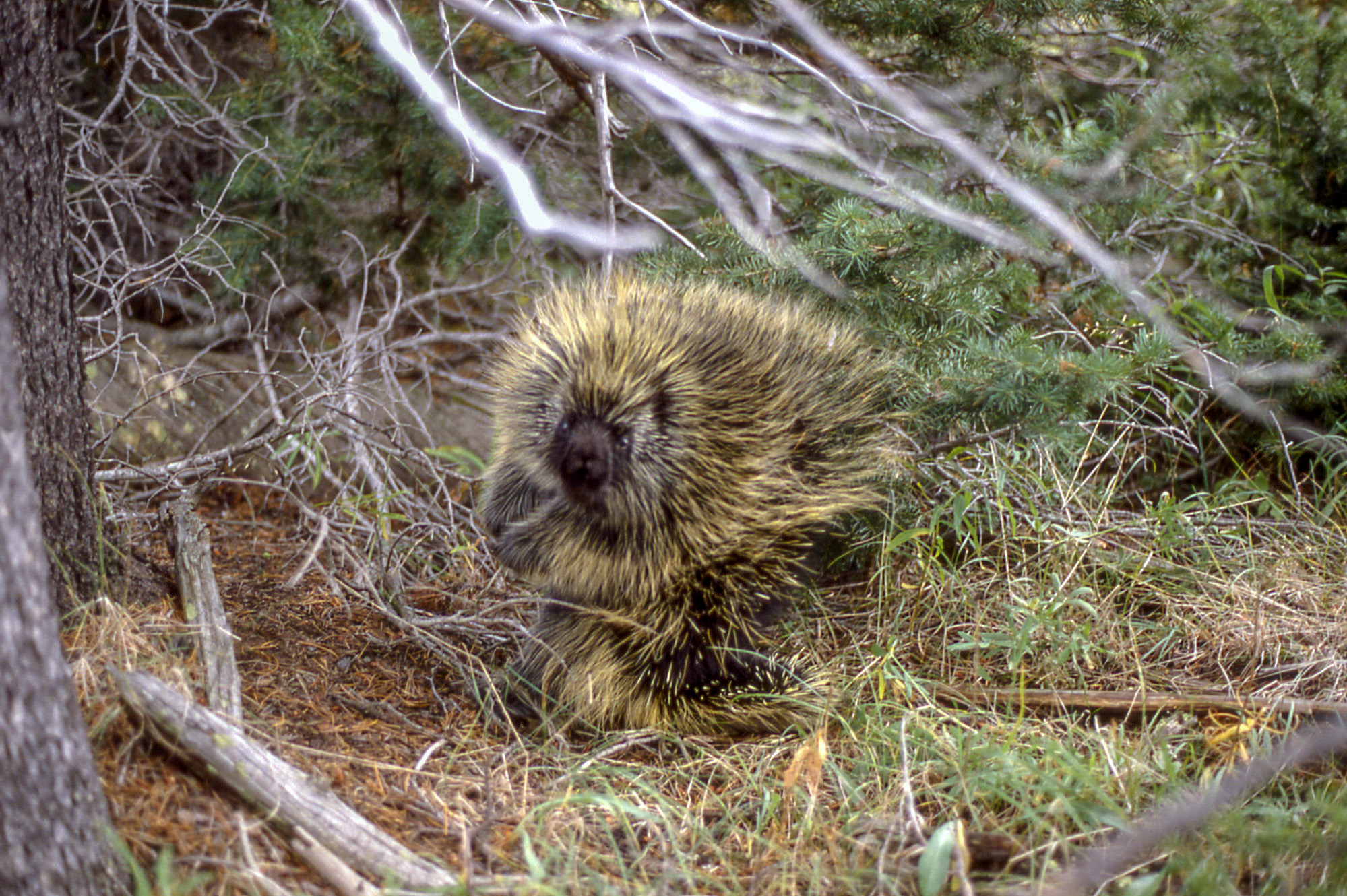 Full porcupine on the forest floor looking towards camera.
