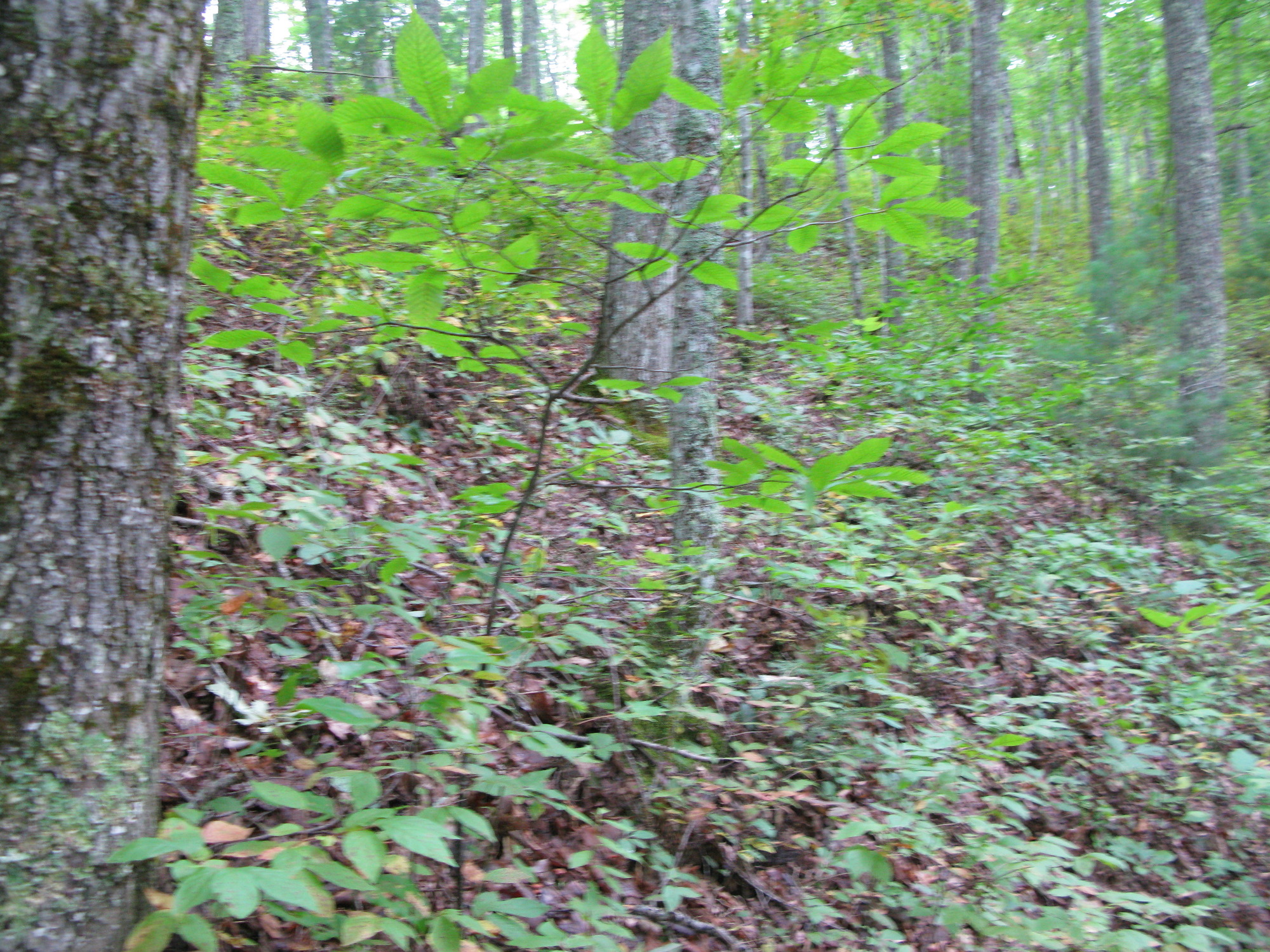 GRSM Accuracy Assessment. Plot Code: GRSM_AA_0226_5