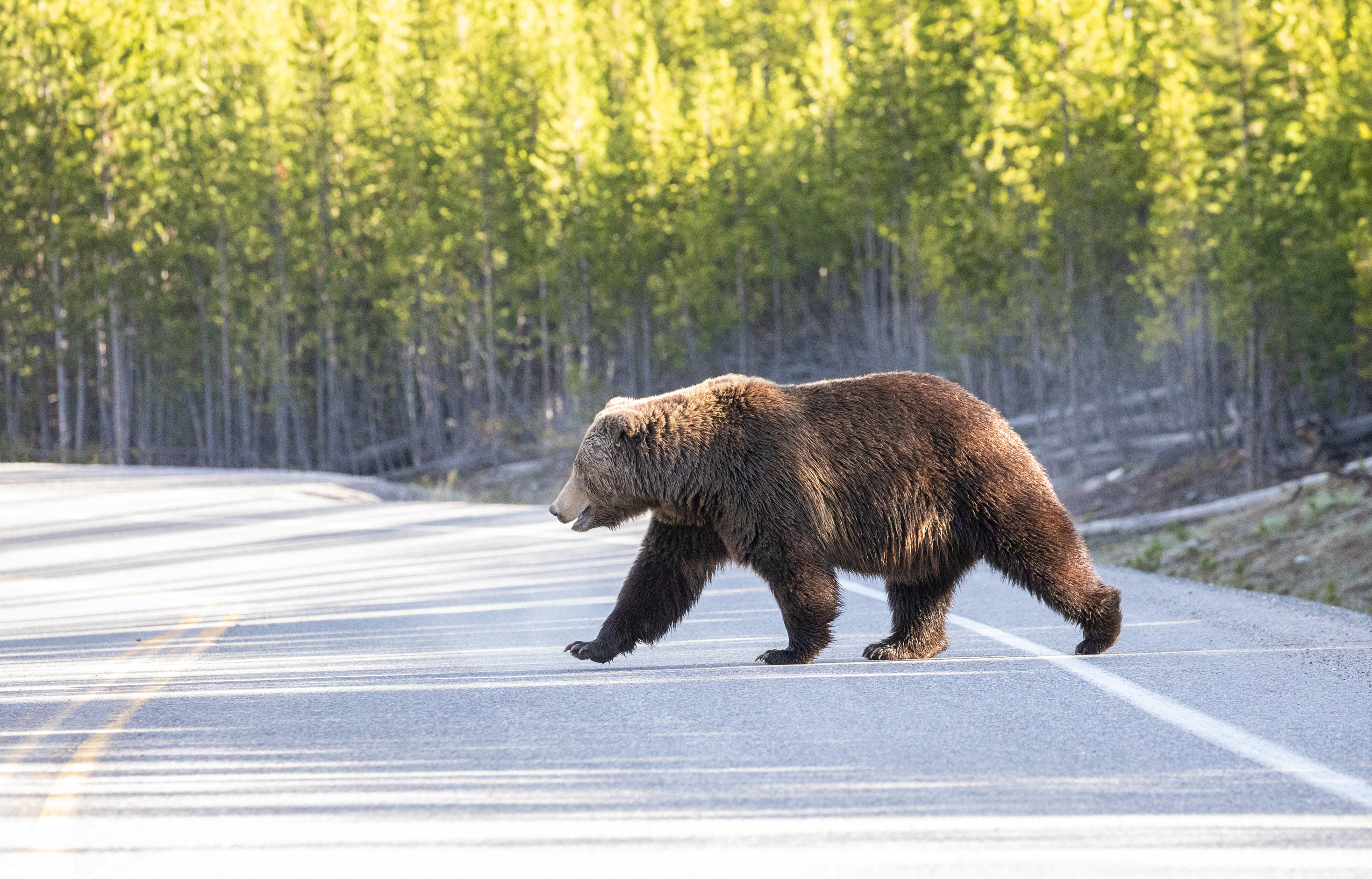 Grizzly bear crosses a road