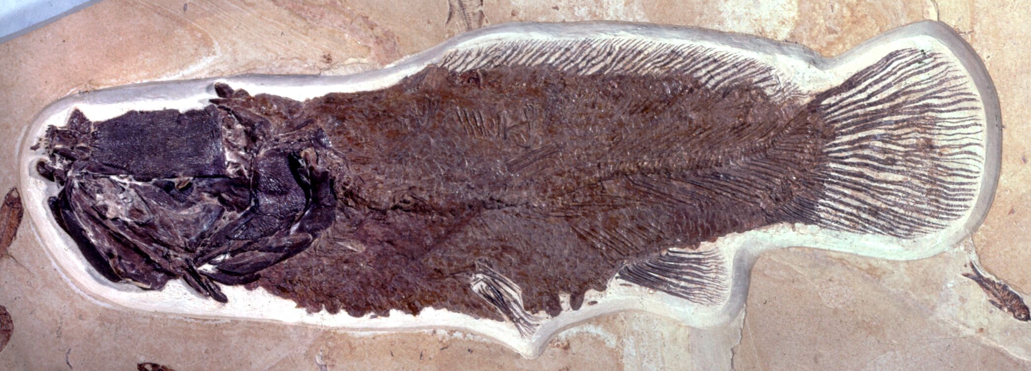 A long dark brown fish facing left on tan stone. The fish's face is almost black and there are smaller fish visible on the stone around in.